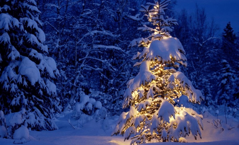 Waldweihnachten 2022